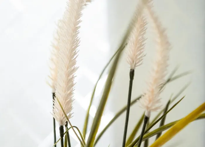 Haus99 Budget &